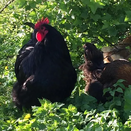 Skibstedgaard * Hurup