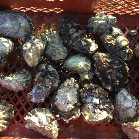 Skibstedgaard Alloggio per agriturismo Hurup